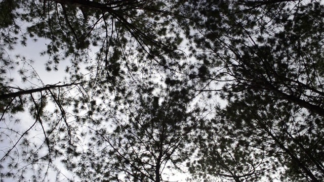 4K倾斜拍摄的树叶在夏天的风。视频素材