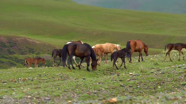 吉尔吉斯斯坦天山的野马视频素材