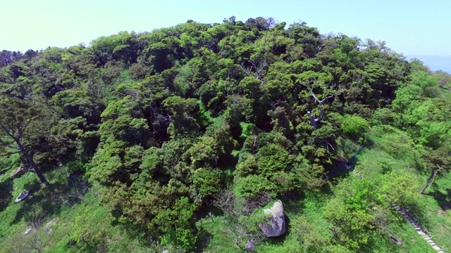 保宁市大永道岛的常绿森林视频素材