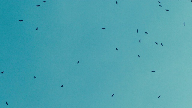 天空中有一群鸟视频素材