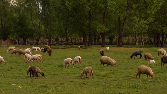 吉尔吉斯斯坦绿色田野上的羊群。视频素材
