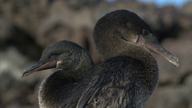 两只加拉帕戈斯鸬鹚正在梳理它们的羽毛。视频下载