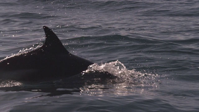 SLOMO Dusky dolphin porpoising，新西兰视频素材