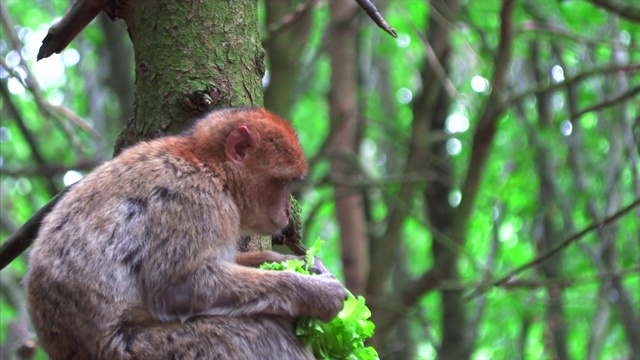 巴巴里猴子在树上吃沙拉视频下载