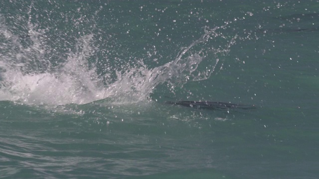 SLOMO Dusky海豚跳跃与水花，新西兰视频素材