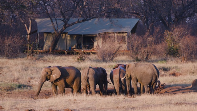 津巴布韦万基国家公园Verney营地，一群大象在客人帐篷前喝完水离开水坑的4K画面视频素材