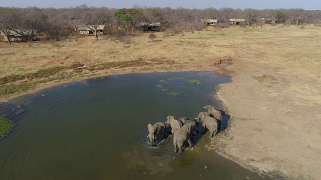 在津巴布韦万基国家公园，一群大象站在客人帐篷前的水坑边饮水的4K鸟瞰图视频素材