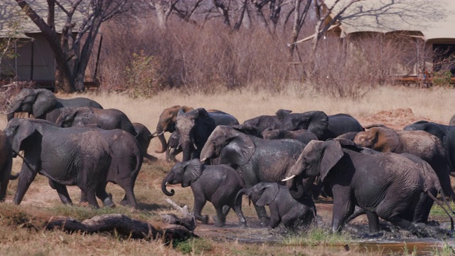 津巴布韦万基国家公园，一群大象在游客帐篷前喝完水，洗完泥澡后离开水坑视频素材