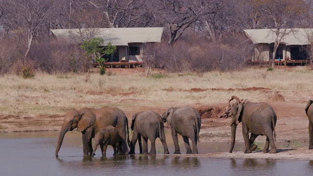 津巴布韦万基国家公园，一群正在繁殖的大象在游客帐篷前的一个水坑里饮水的4K画面视频素材