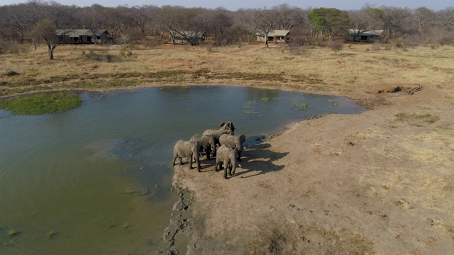 津巴布韦万基国家公园Verney营地，一小群大象在客人帐篷前饮水后离开水坑的4K鸟瞰图视频素材