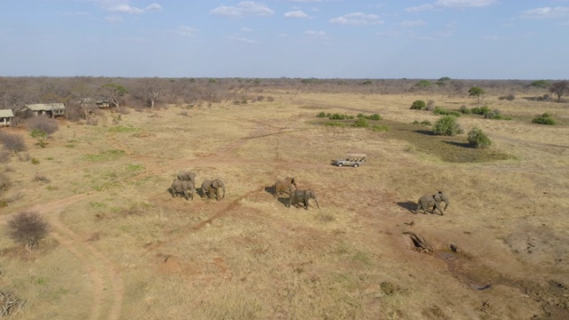 津巴布韦万基国家公园Verney营地客人帐篷前饮水后，一小群大象离开水坑的4K鸟瞰图视频素材