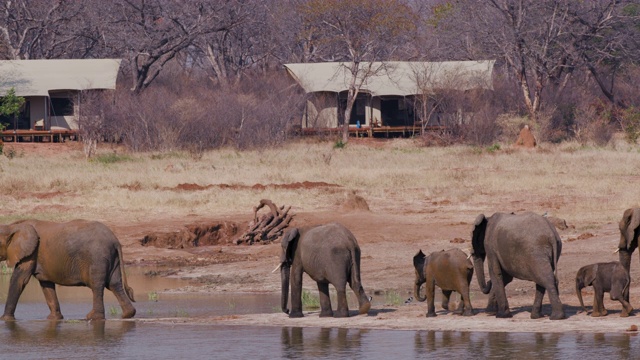 在津巴布韦万基国家公园，一群正在繁殖的大象来到游客帐篷前的一个水坑边喝水的4K视频视频素材