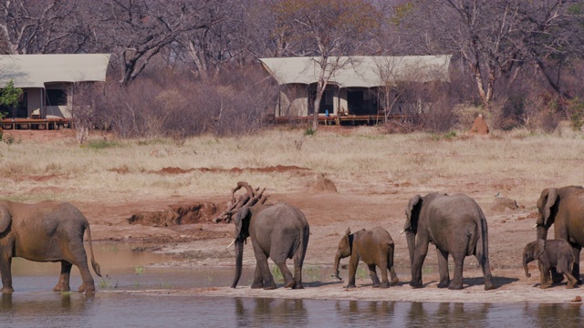 在津巴布韦万基国家公园，一群正在繁殖的大象来到游客帐篷前的一个水坑边喝水的4K视频视频素材