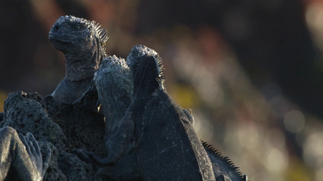 三只海鬣蜥在岩石上视频下载