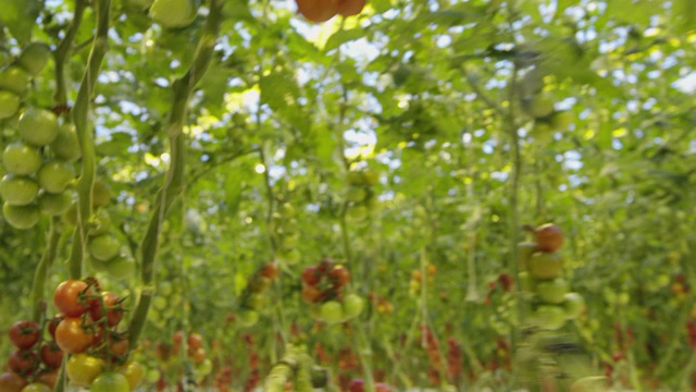 4K -飞越番茄温室视频素材