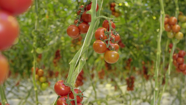 4K -番茄在温室视频素材