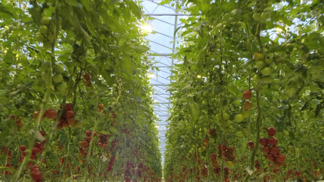 4K -飞越番茄温室视频素材