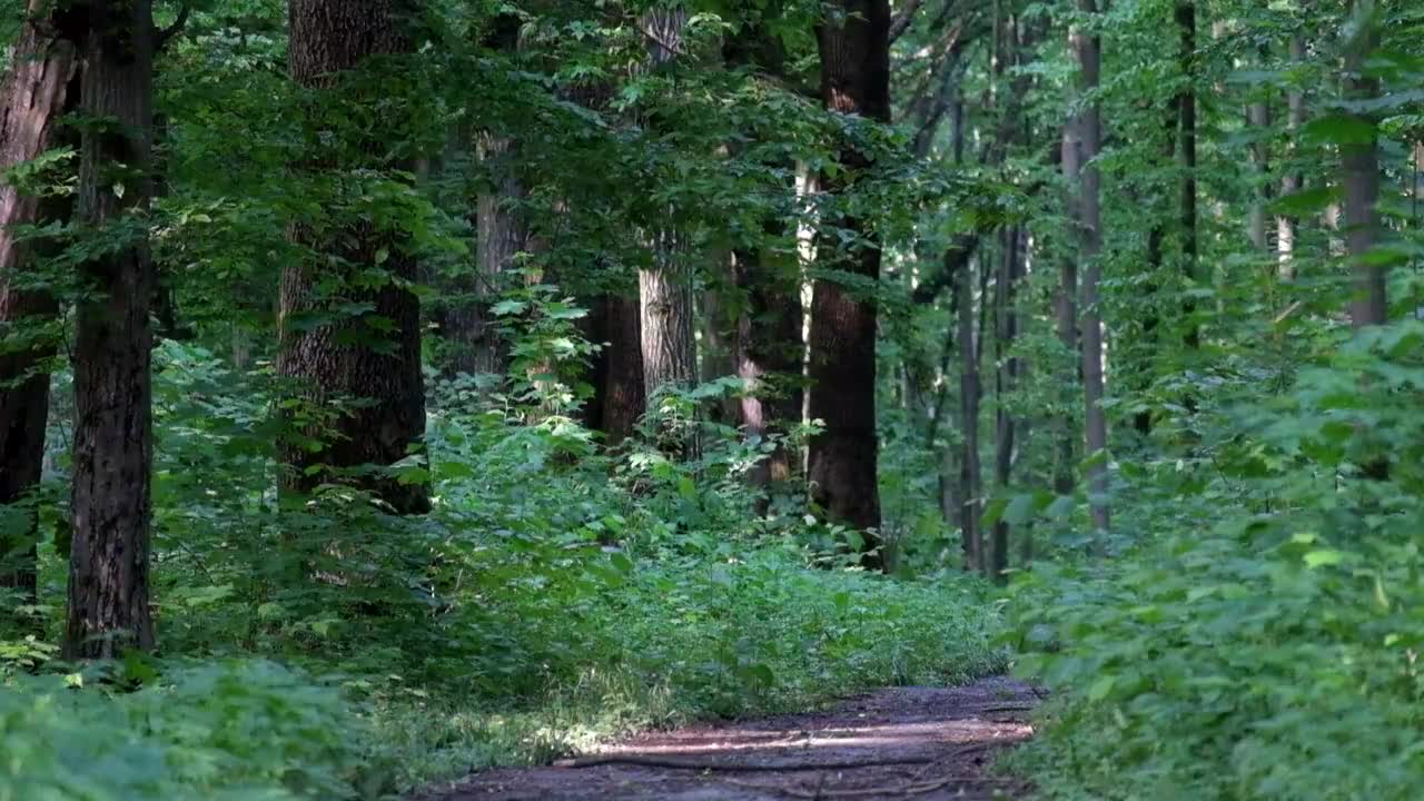 春天森林的气息视频素材