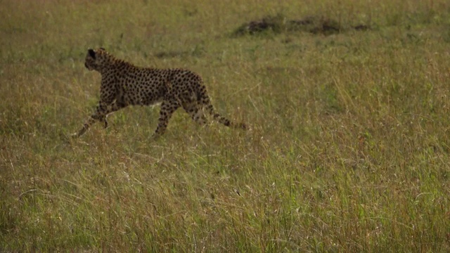 猎豹在野外狩猎视频素材