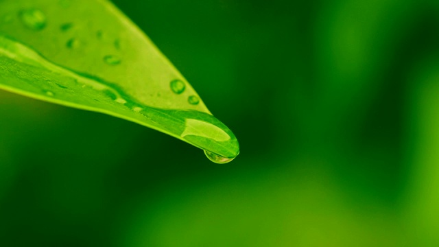 慢镜头:水滴从绿叶上落下视频素材