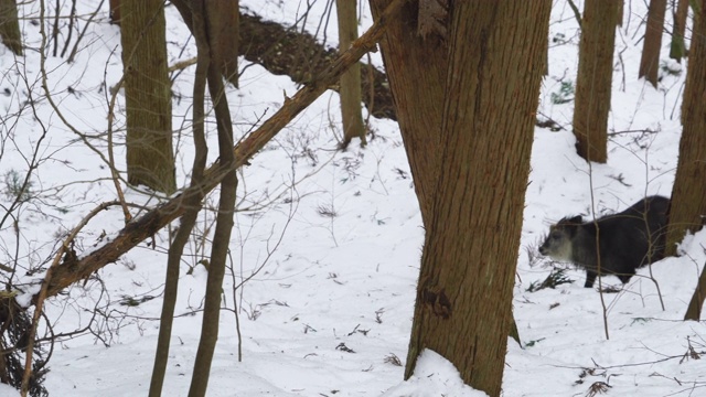 2019年2月18日，在日本长野，一只日本金丝猴和一只雪猴出现在雪林中。视频素材