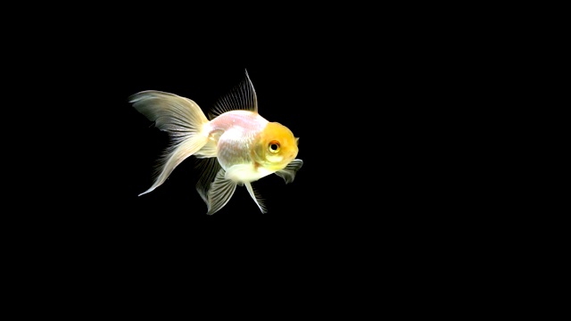 金鱼在黑色的背景下游泳视频素材