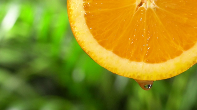 慢镜头:葱郁的树叶上有许多橘子滴下来视频素材