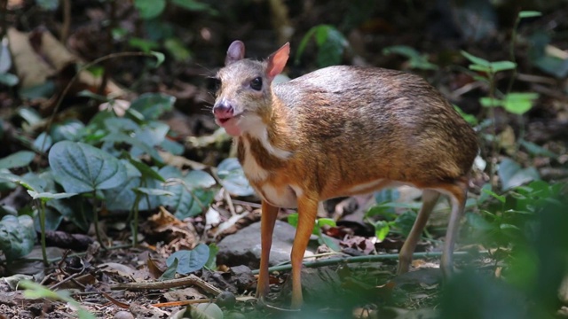 小鼠鹿在森林里吃水果视频素材