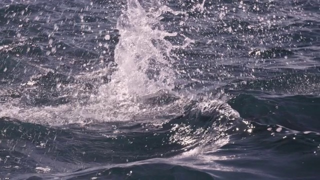 新西兰，Dusky海豚跳跃溅起水花视频素材