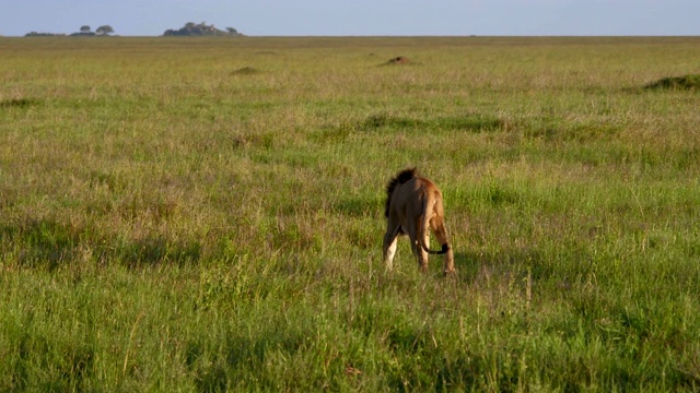 在非洲大草原的平原上，长着鬃毛的成年狮子走向远方视频素材