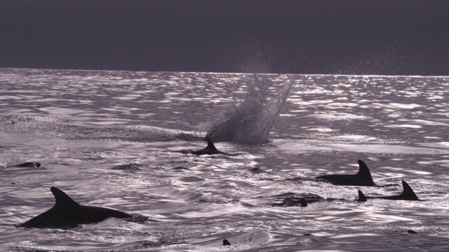 SLOMO Dusky海豚跳跃与水花，新西兰视频素材