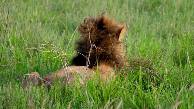野生狮子躺在非洲大草原上打哈欠的特写视频素材