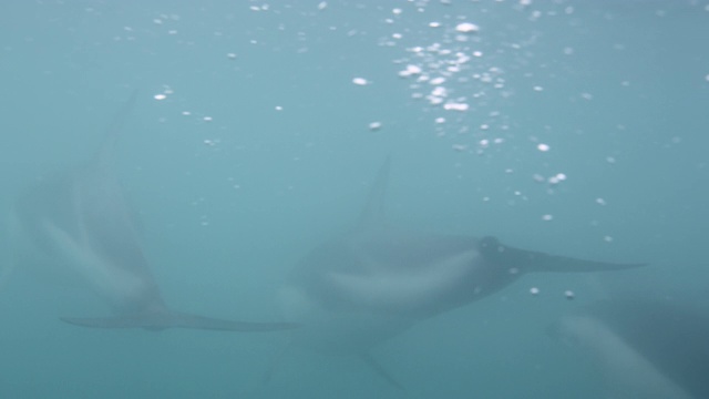 新西兰，黑色的海豚在蓝色的海洋中游泳视频素材