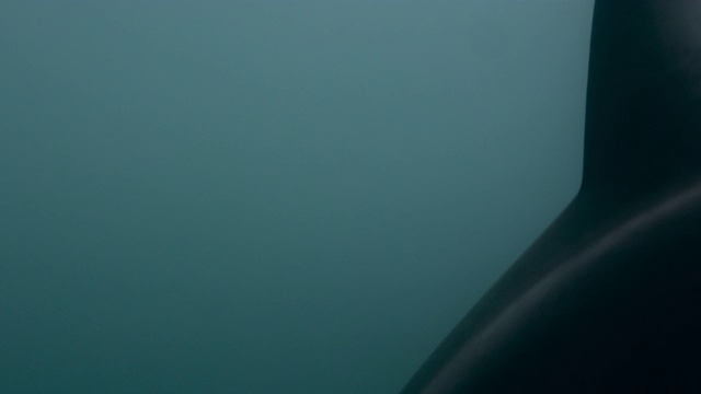 黑海豚在新西兰的蓝色海洋中游泳视频素材