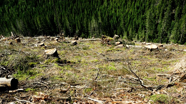 森林被砍伐的小山与树桩和松树林在山上视频素材