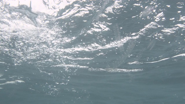 在新西兰的蓝色海洋中，黑色的海豚浮出水面视频素材