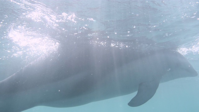 新西兰蓝海中的海豚和幼崽视频素材
