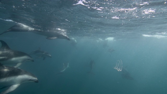 新西兰，黑色的海豚在蓝色的海洋中游泳视频素材