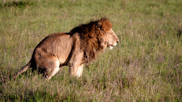 成年狮子排便在非洲热带草原野生动物的侧视图视频素材