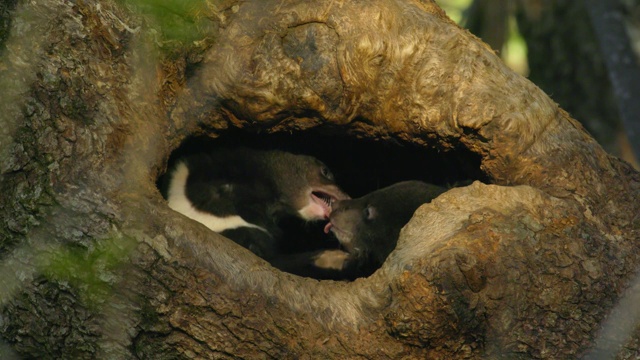 在韩国庆尚南道Jirisan(韩国第二高的山)的树洞里玩耍的黑熊宝宝视频素材