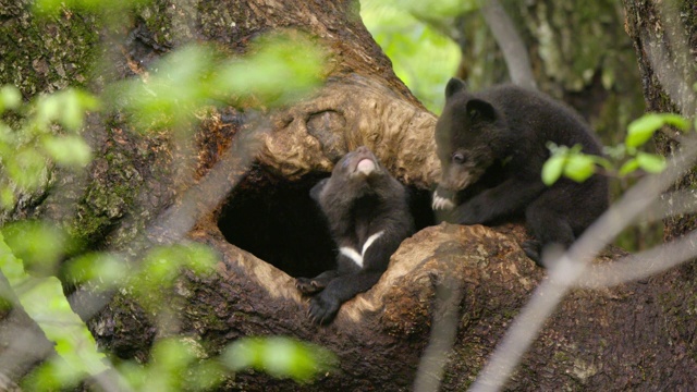 在韩国庆尚南道Jirisan(韩国第二高山)的一棵树上玩耍的亚洲黑熊幼崽视频素材