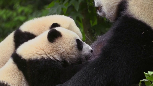 中国，熊猫妈妈正在给两只幼崽喂奶视频素材