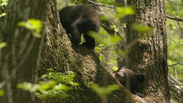亚洲黑熊幼崽爬上Jirisan(韩国第二高的山)树，庆尚南道，韩国视频下载