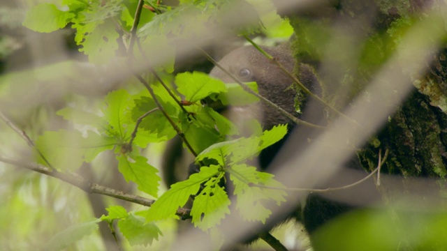 亚洲黑熊幼崽在Jirisan(韩国第二高的山)庆尚南道咀嚼树叶，韩国视频素材