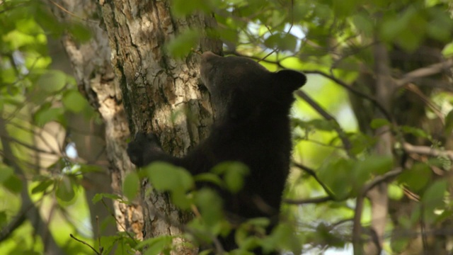 亚洲黑熊幼崽爬上Jirisan(韩国第二高的山)树，庆尚南道，韩国视频素材