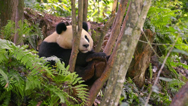 熊猫在树间休息，中国视频素材