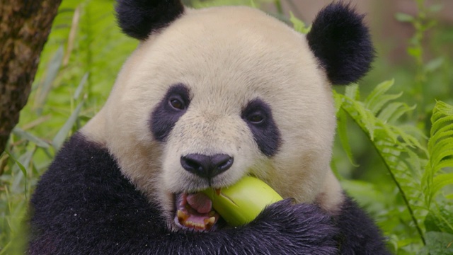 熊猫吃竹子，中国视频素材