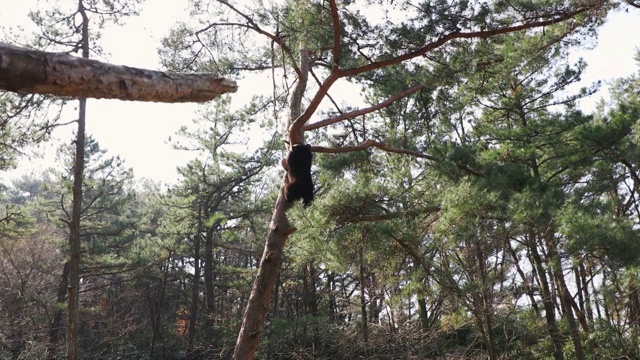 亚洲黑熊幼崽爬上Jirisan(韩国第二高的山)的一棵树视频素材