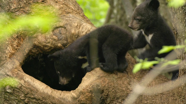 亚洲黑熊幼崽爬上Jirisan(韩国第二高的山)的一棵树，庆尚南道，韩国视频素材