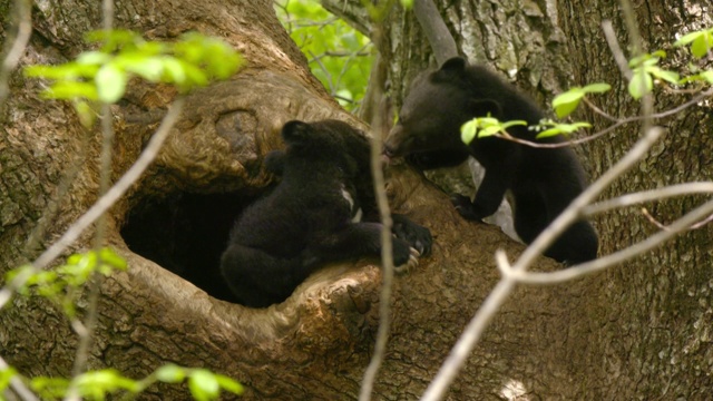 在韩国庆尚南道Jirisan(韩国第二高山)的一棵树上玩耍的亚洲黑熊幼崽视频下载